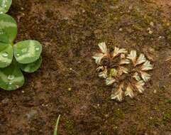 Image of Riccia lamellosa Raddi