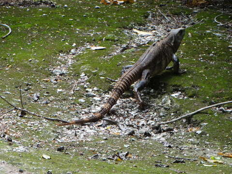 Image of Ctenosaura