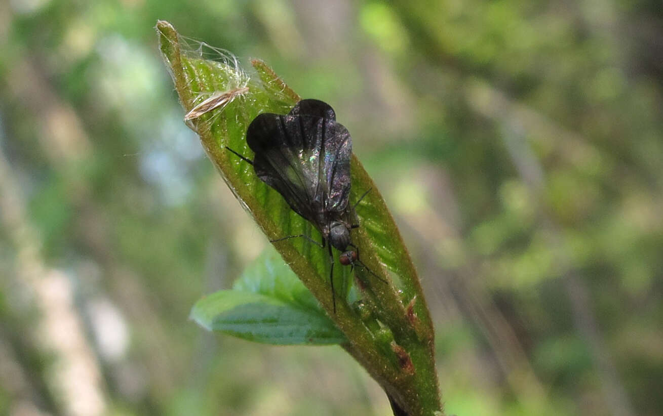 صورة Rhamphomyia marginata (Fabricius 1787)