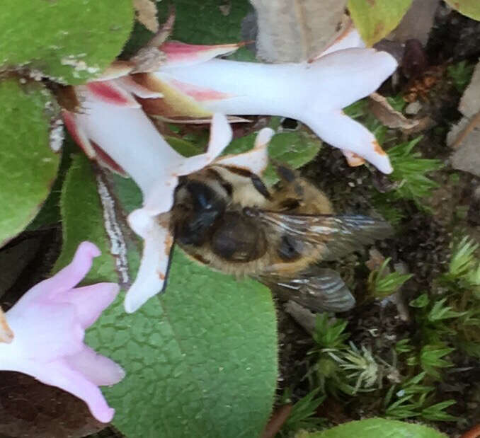 Image of Hornfaced Bee