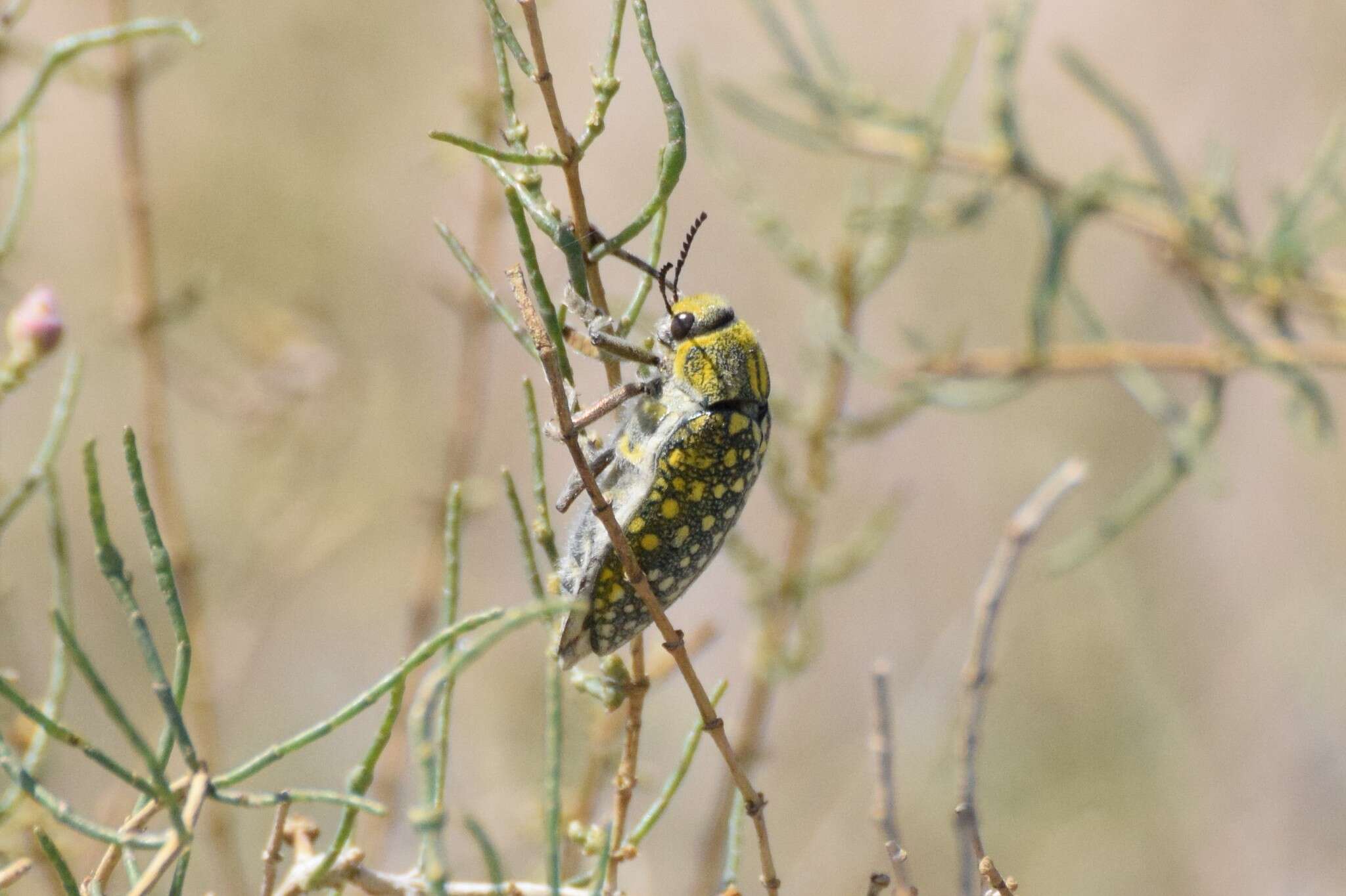 Image of Julodis variolaris (Pallas 1773)