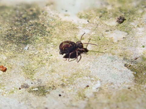 Image of Dicyrtomina saundersi (Lubbock & J 1862)