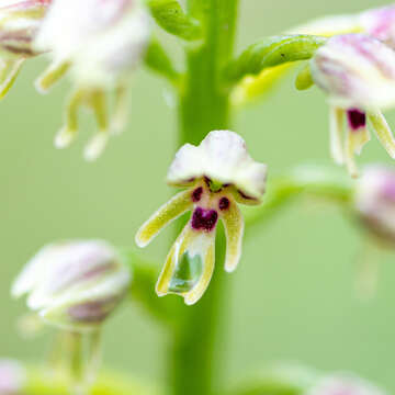 Orchis galilaea (Bornm. & M. Schulze) Schltr. resmi