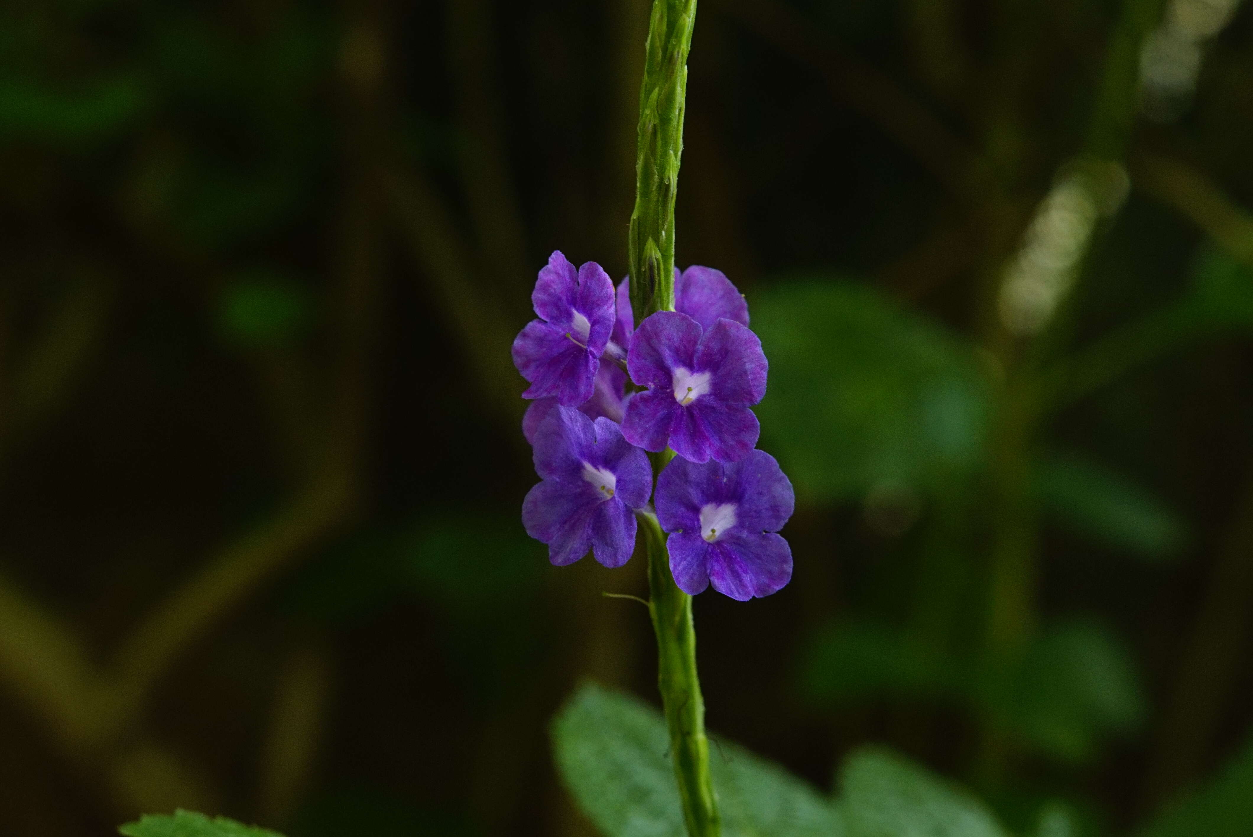 Image of light-blue snakeweed