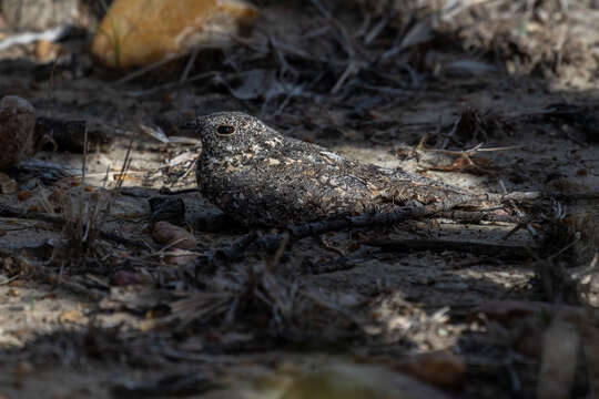 Image of Pygmy Nightjar