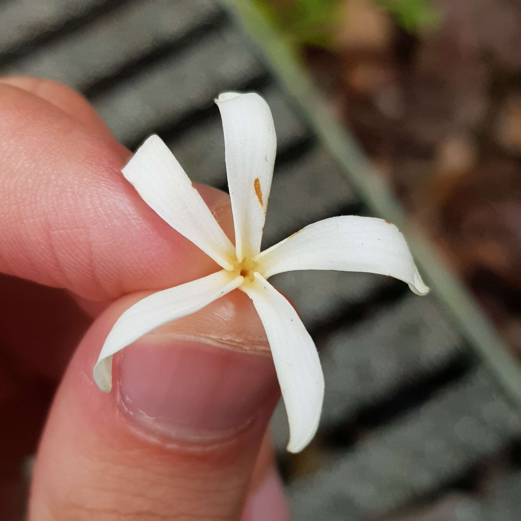 Image of Willughbeia tenuiflora Dyer