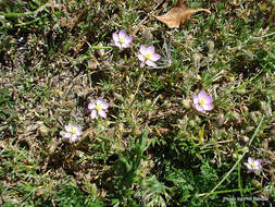 Plancia ëd Spergularia rubra (L.) J. Presl & C. Presl