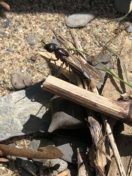 Image of Camponotus novaeboracensis (Fitch 1855)