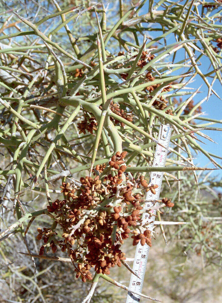 Image of crucifixion thorn