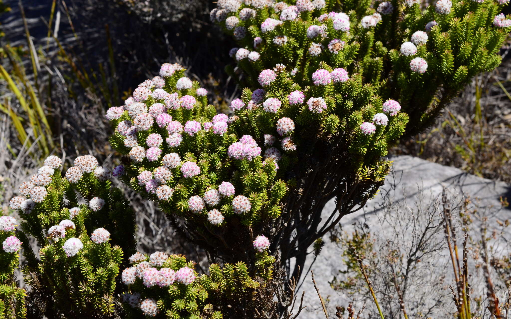 Image of Stoebe rosea Dod