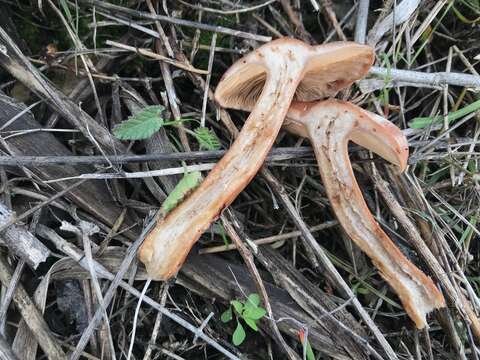 Image de Lactarius atlanticus Bon 1975