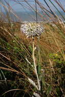 Image of Echinops grijsii Hance