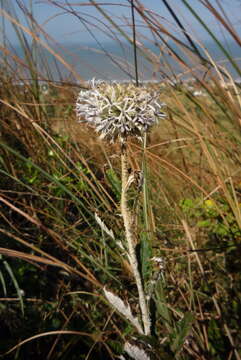 Image of Echinops grijsii Hance