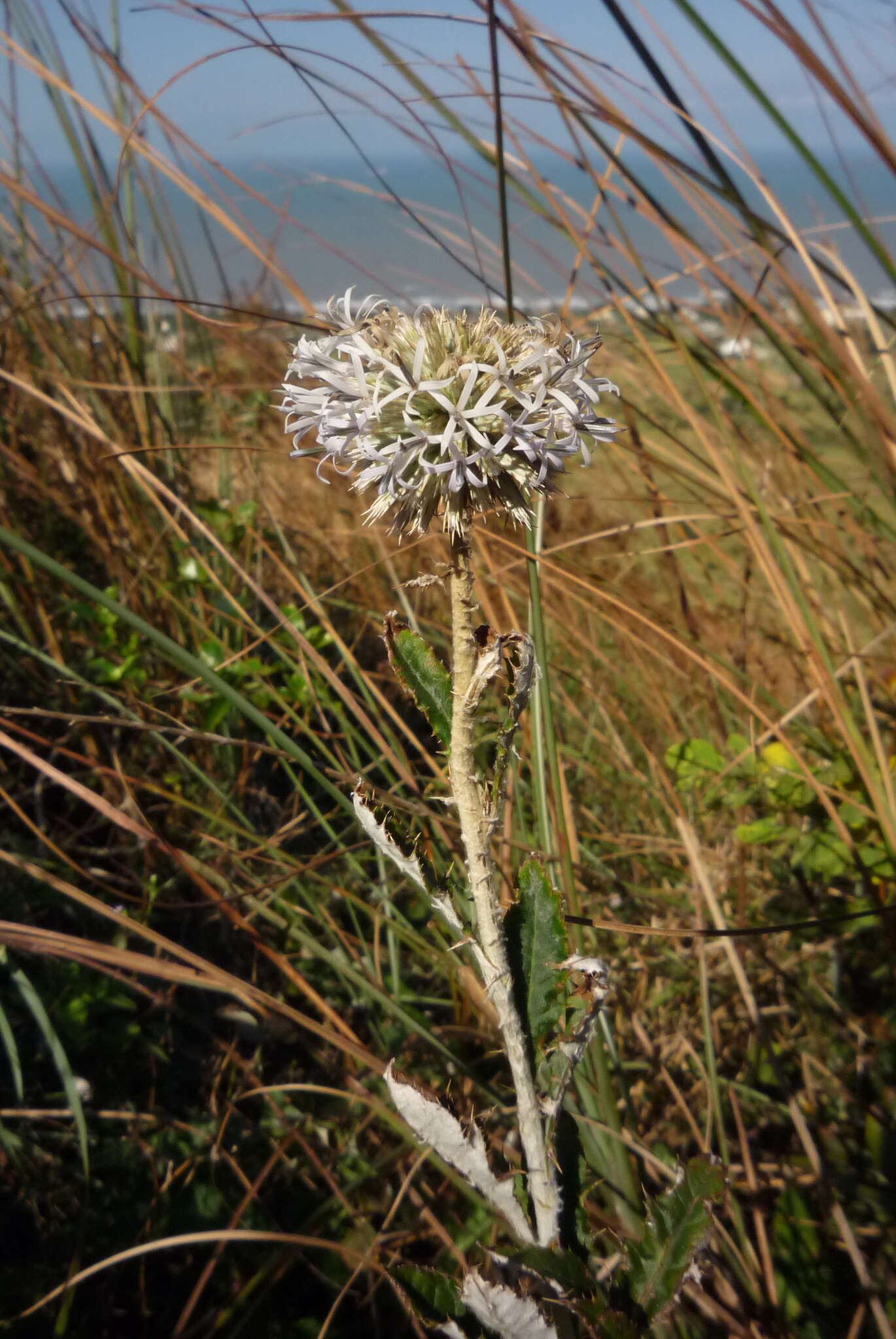 Image of Echinops grijsii Hance