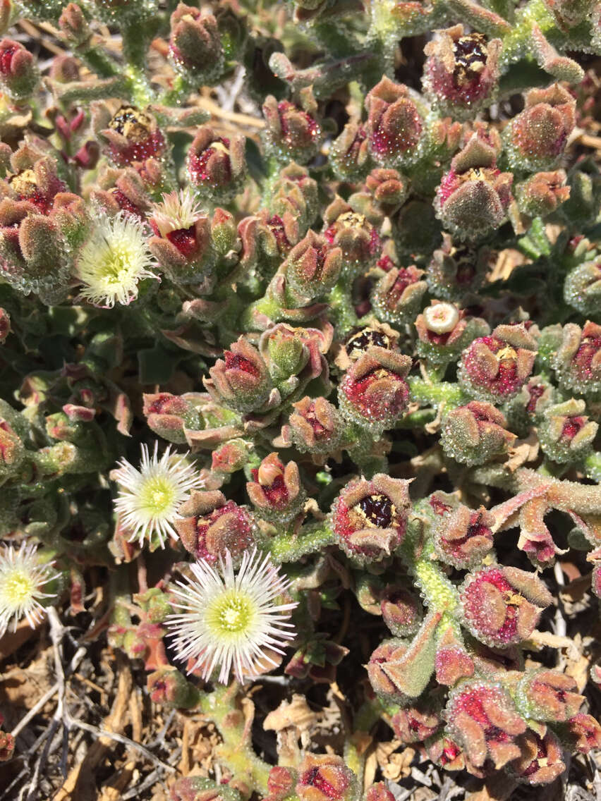 Image of common iceplant