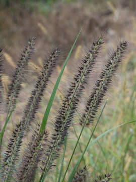 Plancia ëd Cenchrus alopecuroides (L.) Thunb.