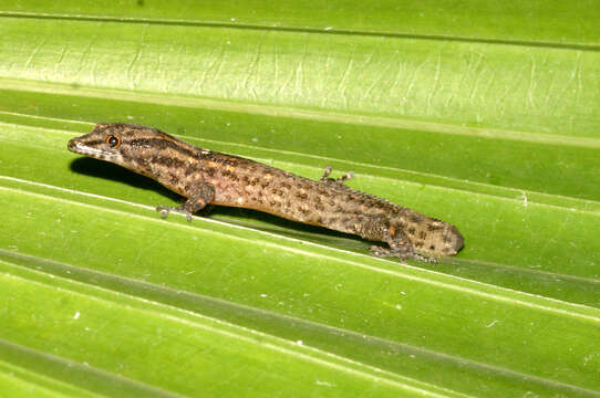 Image of Caicos Least Gecko