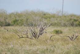 Image of Northern Aplomado Falcon