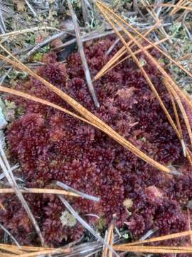 Image of sphagnum