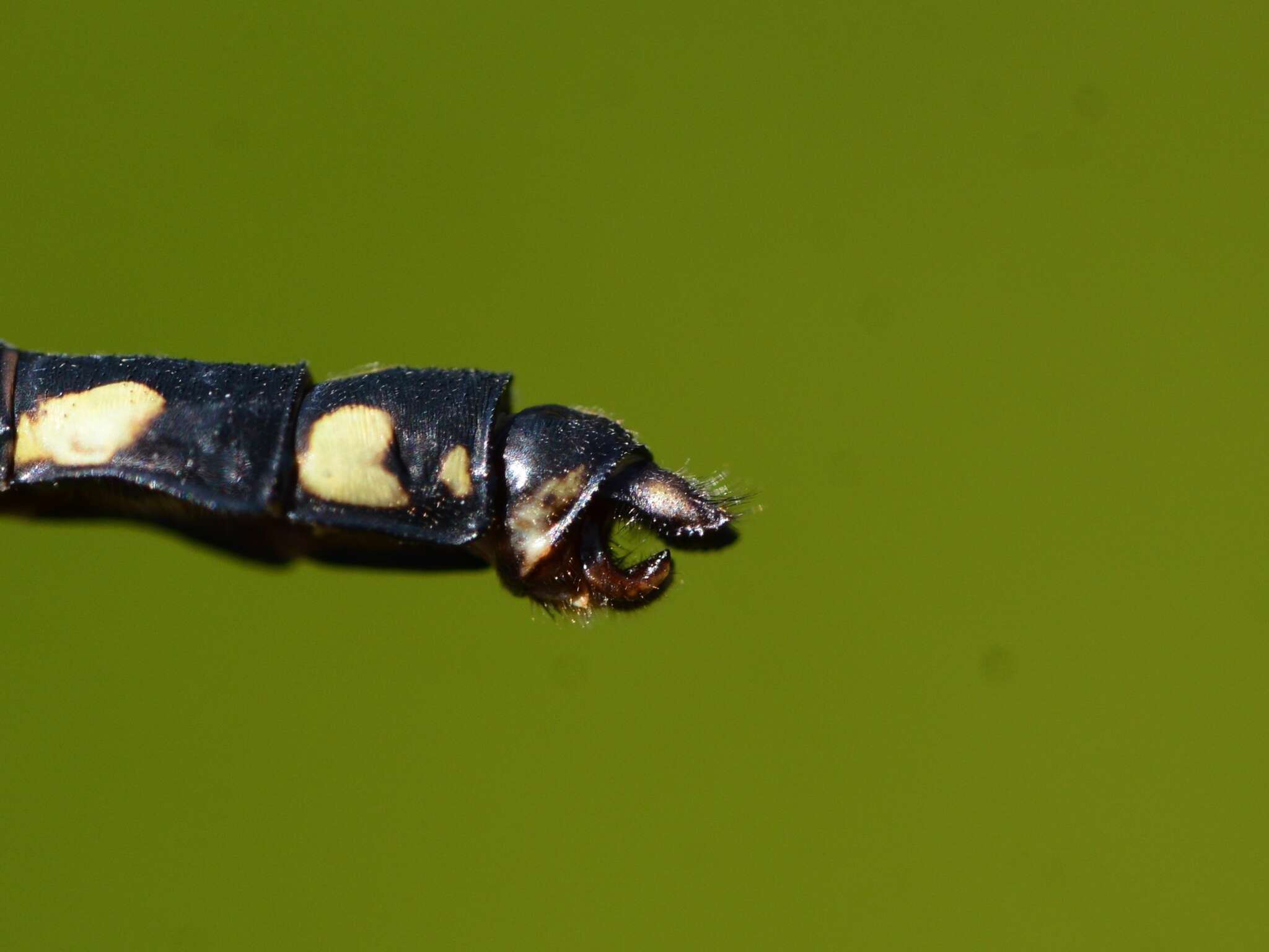 صورة Ophiogomphus anomalus Harvey 1898