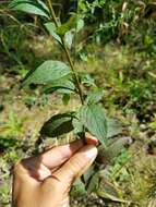 Image of elmleaf goldenrod