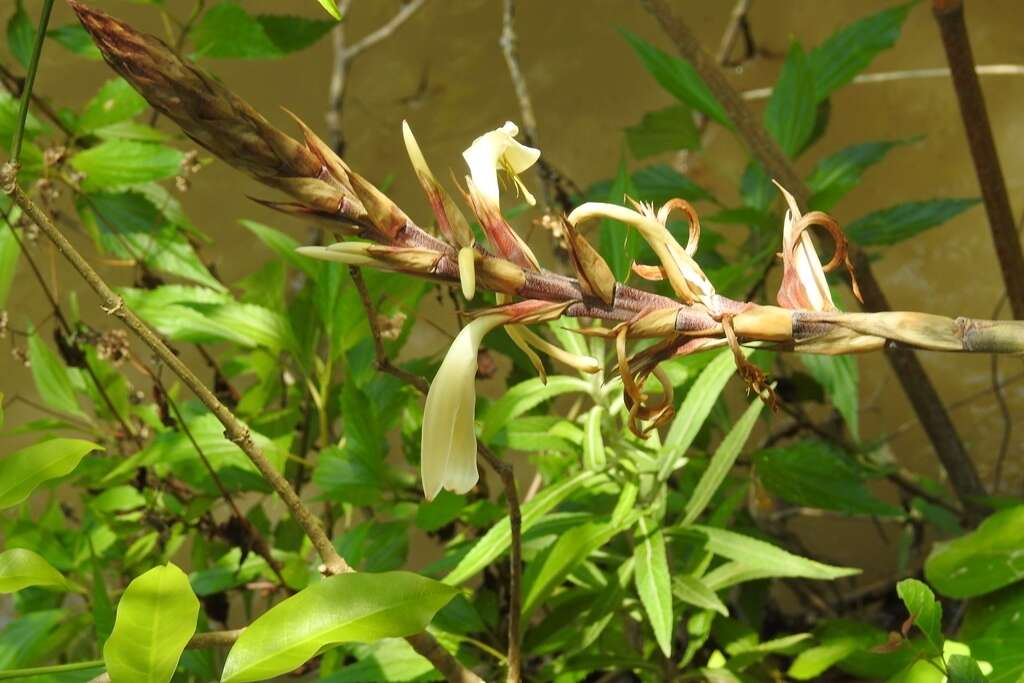 Image of Pitcairnia recurvata (Scheidw.) K. Koch