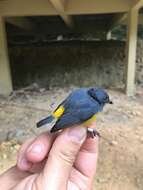 Image of Yellow-rumped Flowerpecker