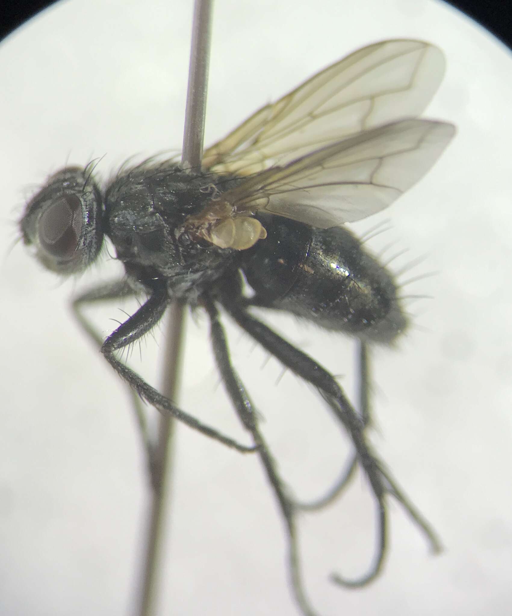 Image of Phyto melanocephala (Meigen 1824)