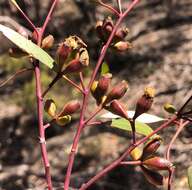 Image of Gooseberry Mallee