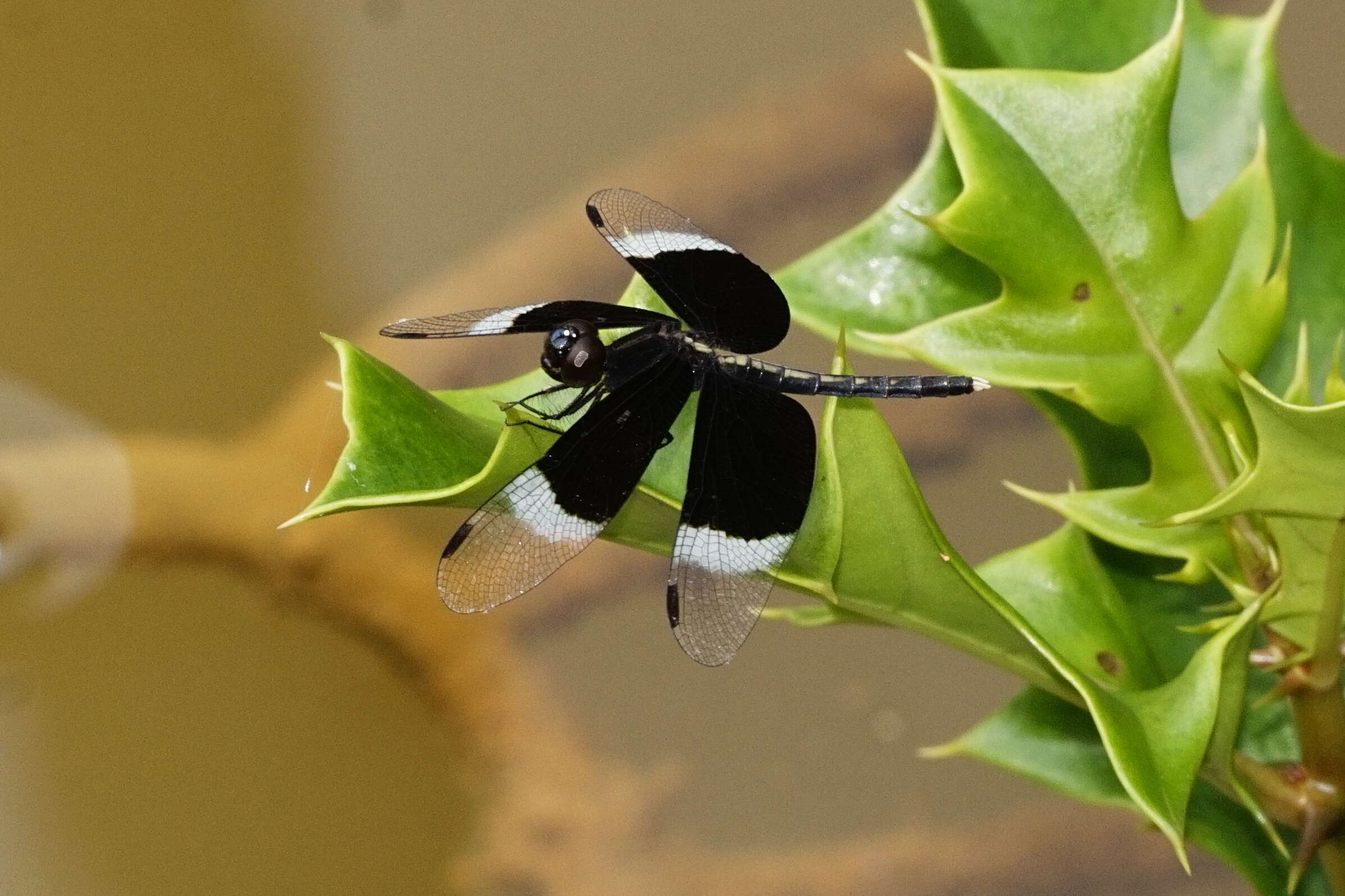 Image of Pied Paddy Skimmer