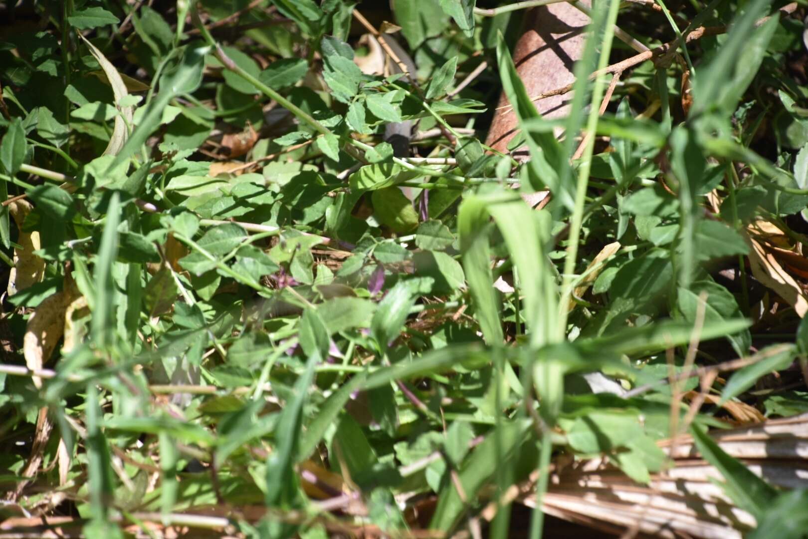Image of Yellow-Faced Whip Snake