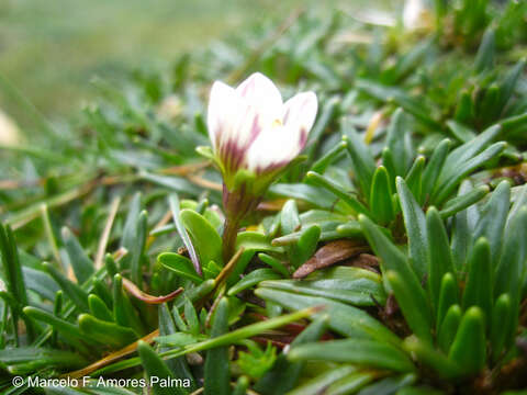 Image of Gentianella limoselloides (Kunth) Fabris