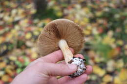 Image of Cortinarius talus Fr. 1838