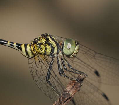 Image of Common Archtail