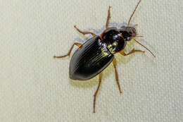 صورة Notiobia (Anisotarsus) purpurascens (Bates 1882)