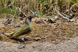 Image of Eurasian Green Woodpecker