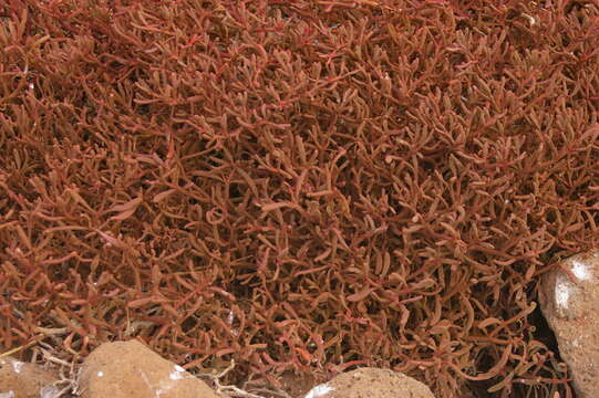 Image of Galapagos carpetweed