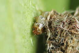 Imagem de Coleophora saturatella Stainton 1850