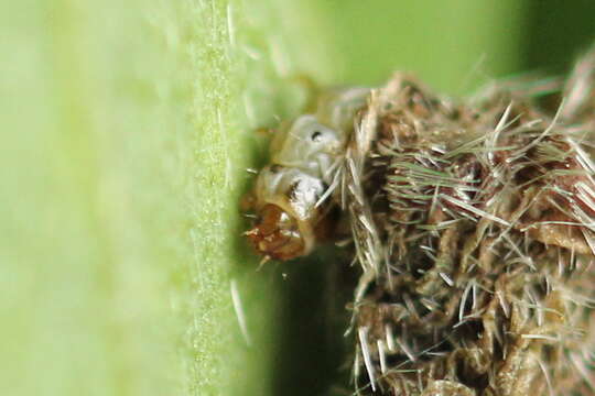 Imagem de Coleophora saturatella Stainton 1850