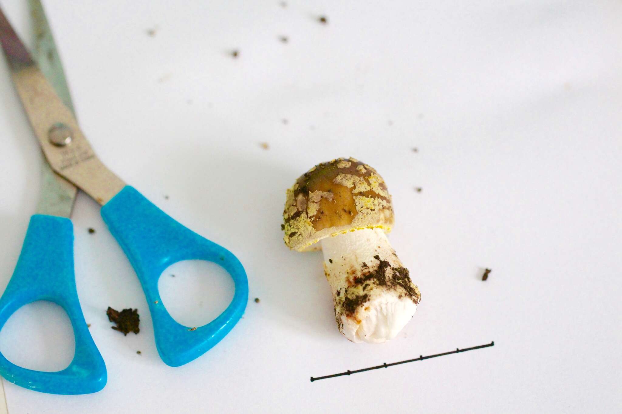 Image of Yellow spotted amanita