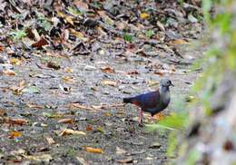 Image of Crested Quail-Dove