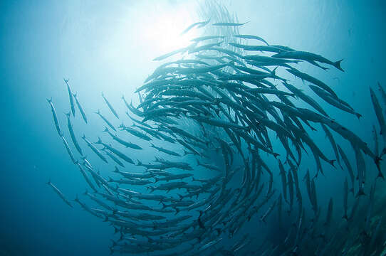 Image of Blackfin barracuda