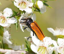 Image of Castiarina rufipennis (Kirby 1818)