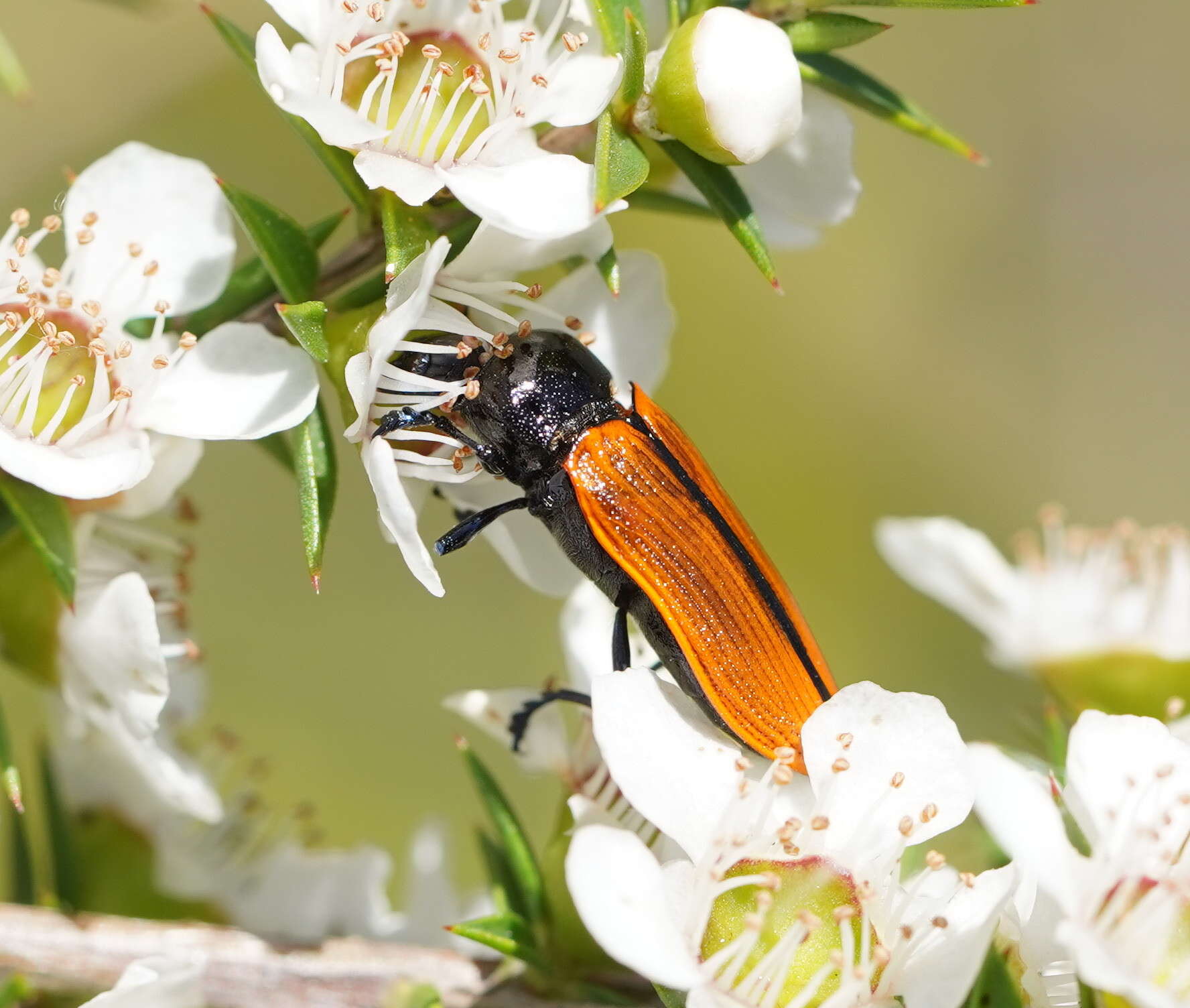 Image of Castiarina rufipennis (Kirby 1818)