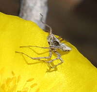 Image of Oxyopes licenti Schenkel 1953