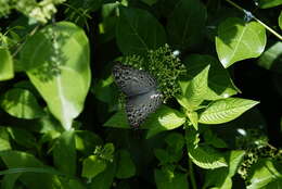 Plancia ëd Junonia atlites Linnaeus 1763