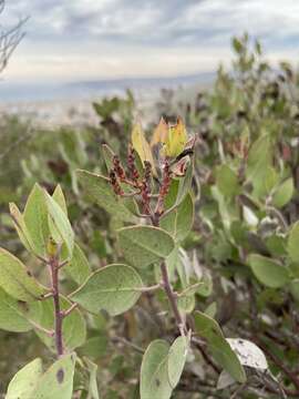 Plancia ëd Arctostaphylos moranii P. V. Wells