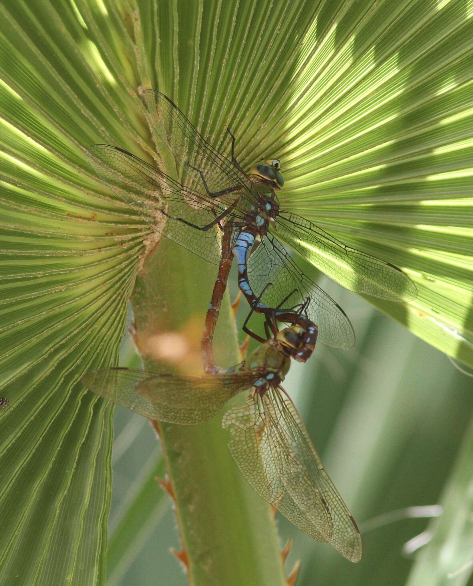 Image of Giant Darner