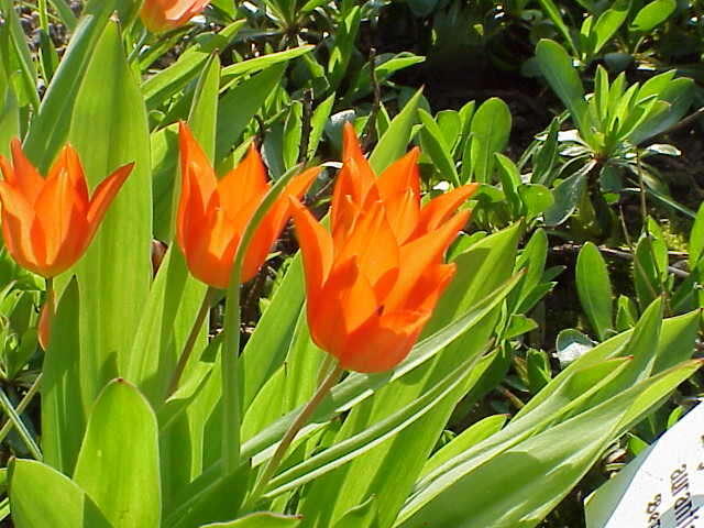 Imagem de Tulipa praestans H. B. May