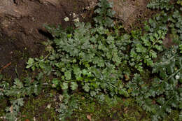 Imagem de Asplenium montanum Willd.